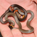 Prairie ring-necked snake