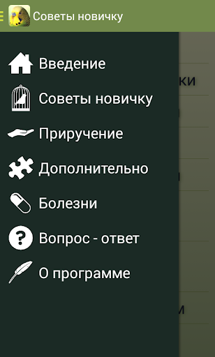 Попугаи