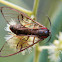 Arctiidae moth