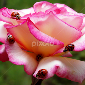 by OL JA - Flowers Flower Gardens