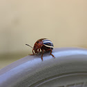 False Potato Beetle