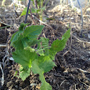 Raspberry vine