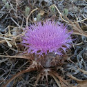 Bull Thistle