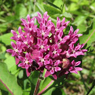 Purple Milkweed