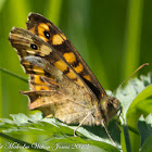 Speckled Wood  Butterfly