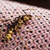 Wasp-like Predatory Ant