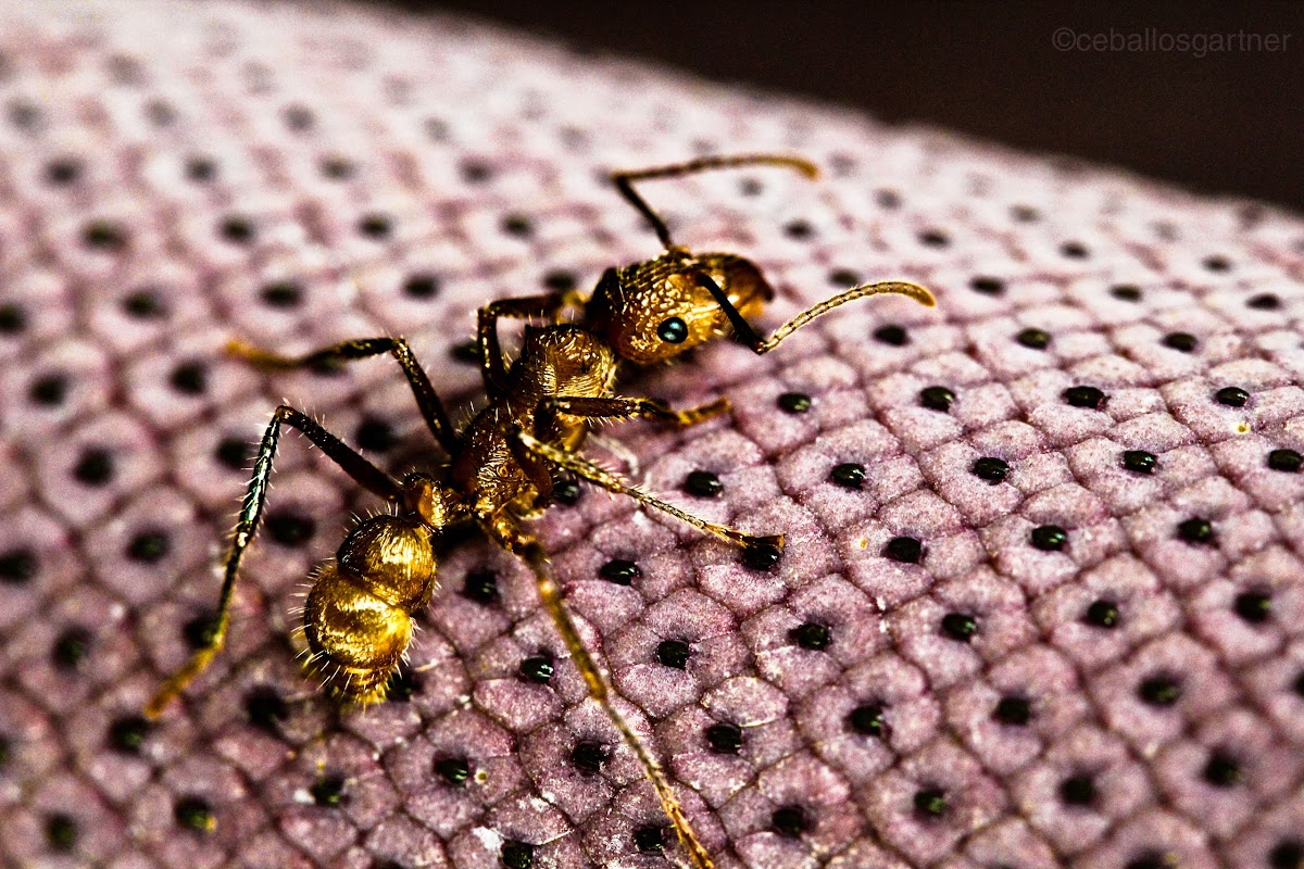 Wasp-like Predatory Ant