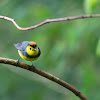 Collared redstart