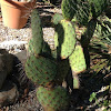 prickly pear