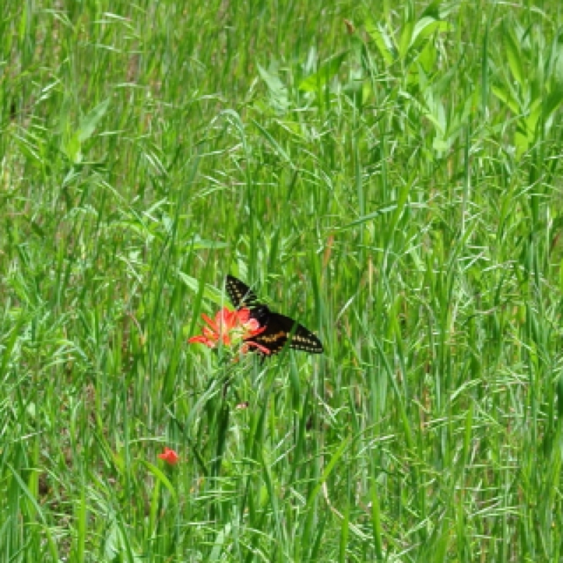 Black Swallowtail (male) Butterfly