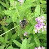 Carpenter bee