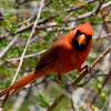 Northern Cardinal (Male)