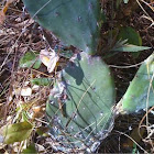 Cactus, Prickly-pear