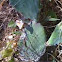 Cactus, Prickly-pear