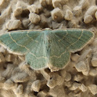 Thin-lined Chlorochlamys Moth