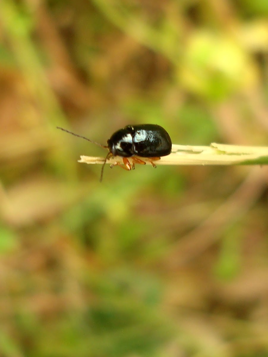 Cylindrical Leaf Beetle