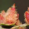 Crystalline Gall Wasp