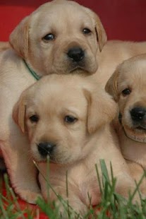 How to download Labrador Retriever Puzzle 1.1 mod apk for bluestacks