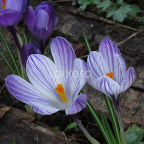 Signs of spring by Janet Gilmour-Baker - Flowers Flowers in the Wild