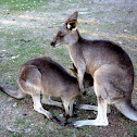 Eastern Grey Kangaroo