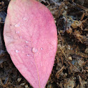 Pink eucalyptus leaf with water droplets