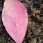 Pink eucalyptus leaf with water droplets