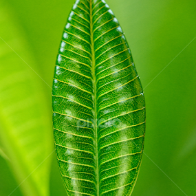 Daun Muda by Rah Juan - Nature Up Close Other plants