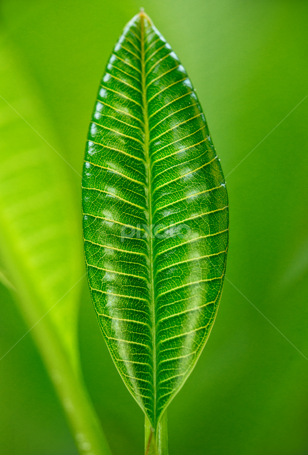 Daun Muda by Rah Juan - Nature Up Close Other plants