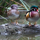 Side-by-Side, Wood Ducks by David Hammond -  