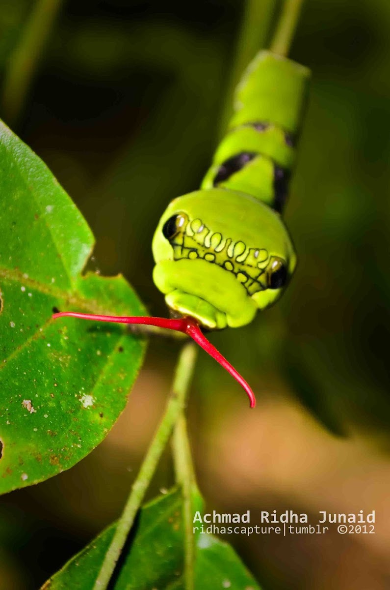 Lime Butterfly (larva)