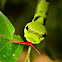 Lime Butterfly (larva)