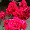 Mema's Roses