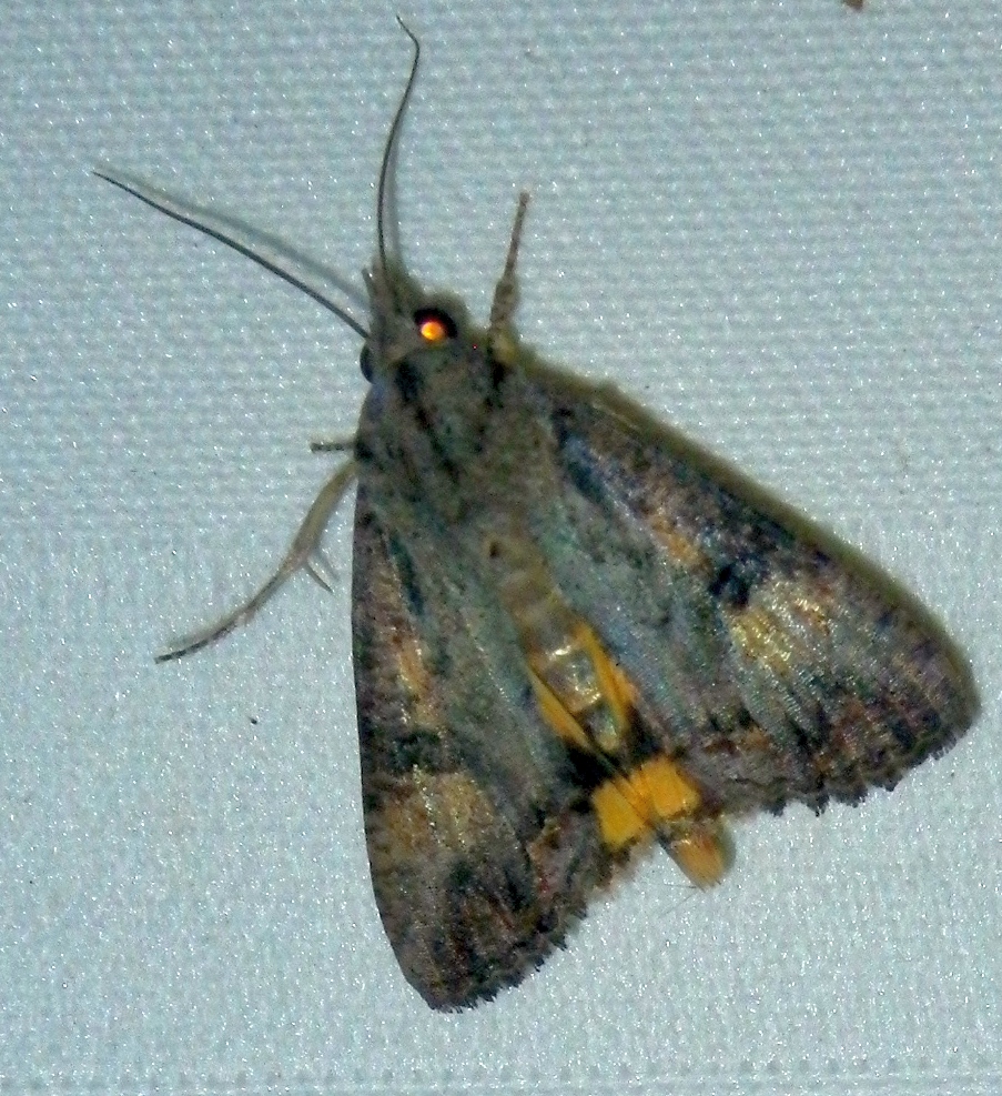 Variable Yellow Underwing