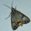 Variable Yellow Underwing