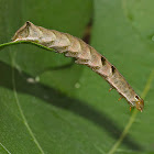 Dot Moth Caterpillar
