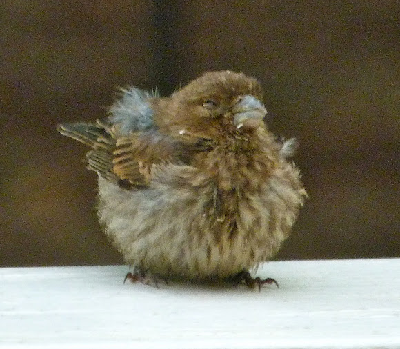 House finch (juvenile) Project Noah