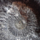 Ammonite / Shaligram