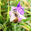 Western honey bee. Abeja europea