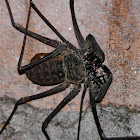 Tailless Whip Scorpion