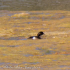 Little Grebe