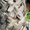 layered bark of mexican fan palm