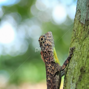 by Bhie Mha - Animals Reptiles