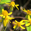 Golden Ragwort