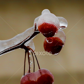 Ice by Nancy Merolle - Nature Up Close Trees & Bushes