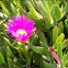 Pink Ice Plant Flower