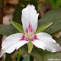 Painted Trillium