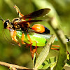 Great golden digger wasp