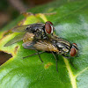 Common Houseflies (Mating)