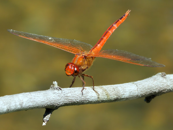 Needham's Skimmer dragonfly (male) | Project Noah