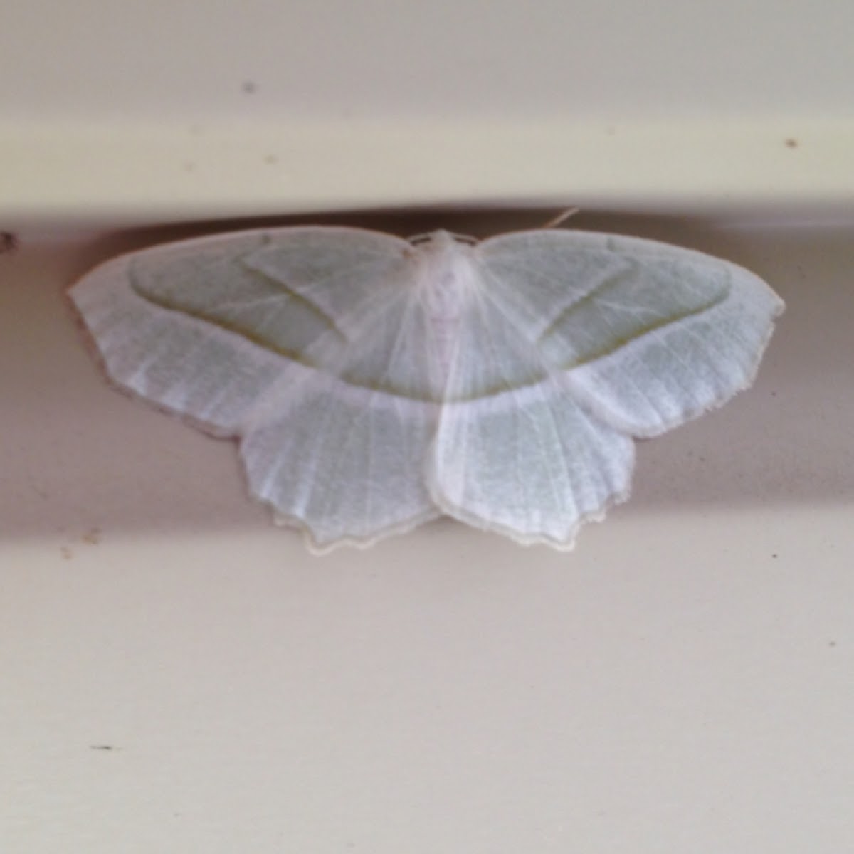 Pale beauty moth